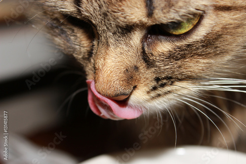 Cat drinking milk from a cup. Muzzle cat largly. Cat lapping milk language. On the table is a bowl with red berries, forest cranberries