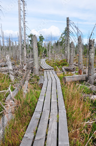 Totholz im Nationalpark Bayerischen Wald