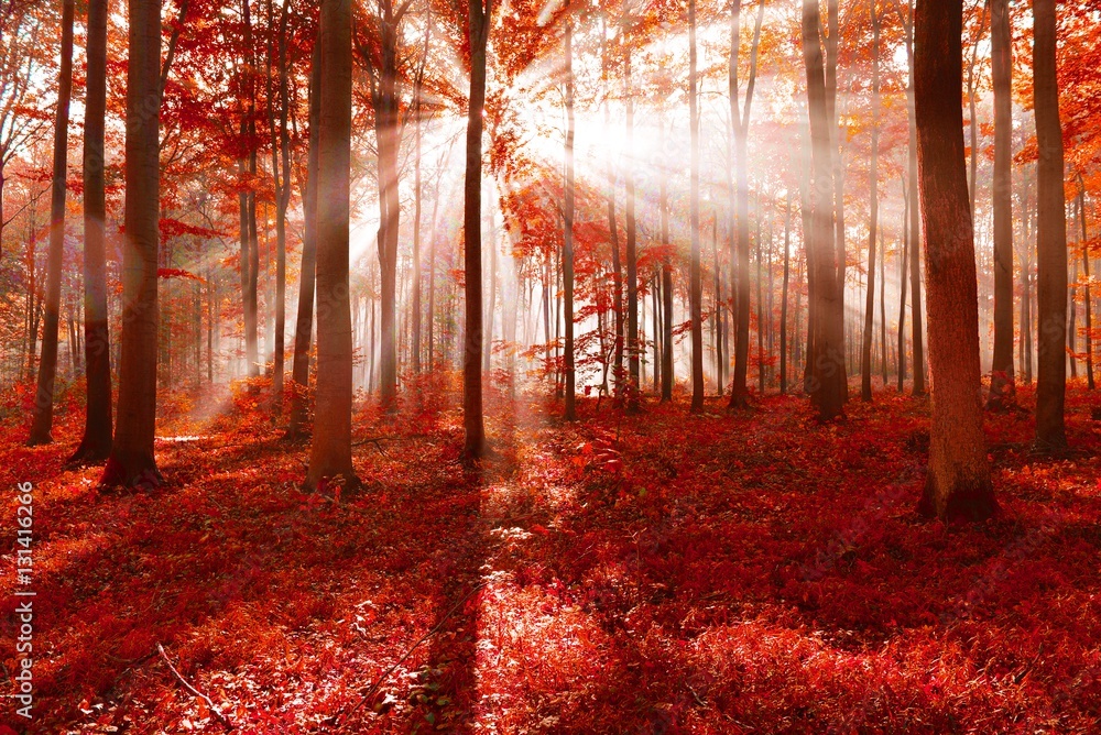 Fototapeta premium magic forest