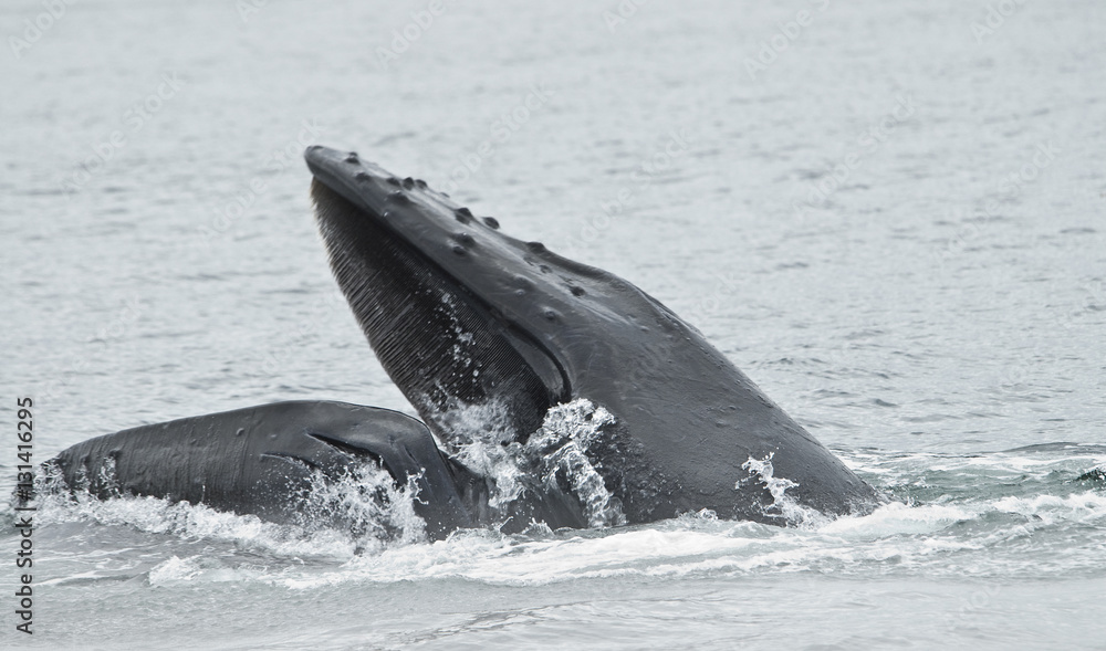 Fototapeta premium Whale with Mouth Open, Alaska