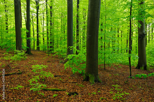 Fototapeta Naklejka Na Ścianę i Meble -  Buchenwald im zeitigen Frühjahr, frisches Grün, mächtige Baumstämme mit Moos bedeckten Wurzeln