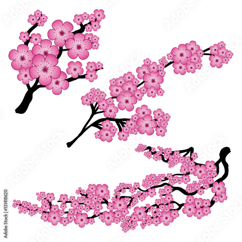 Branches of sakura in three variants, outline contour in color isolated on white background. Vector illustration