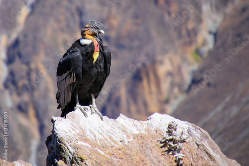 Obraz na płótnie Andean Condor sitting at Mirador Cruz del Condor in Colca Canyon