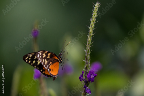 Buterfly in Costa Rica © Ji