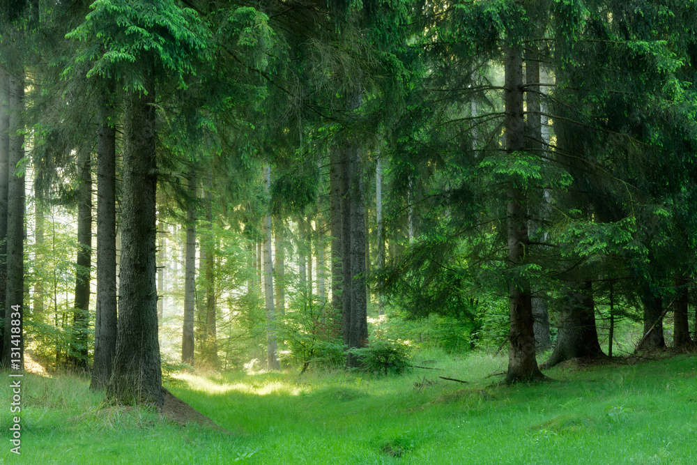 Fototapeta Naturalny las świerkowych drzew, promienie słoneczne przez mgłę tworzą mistyczną atmosferę