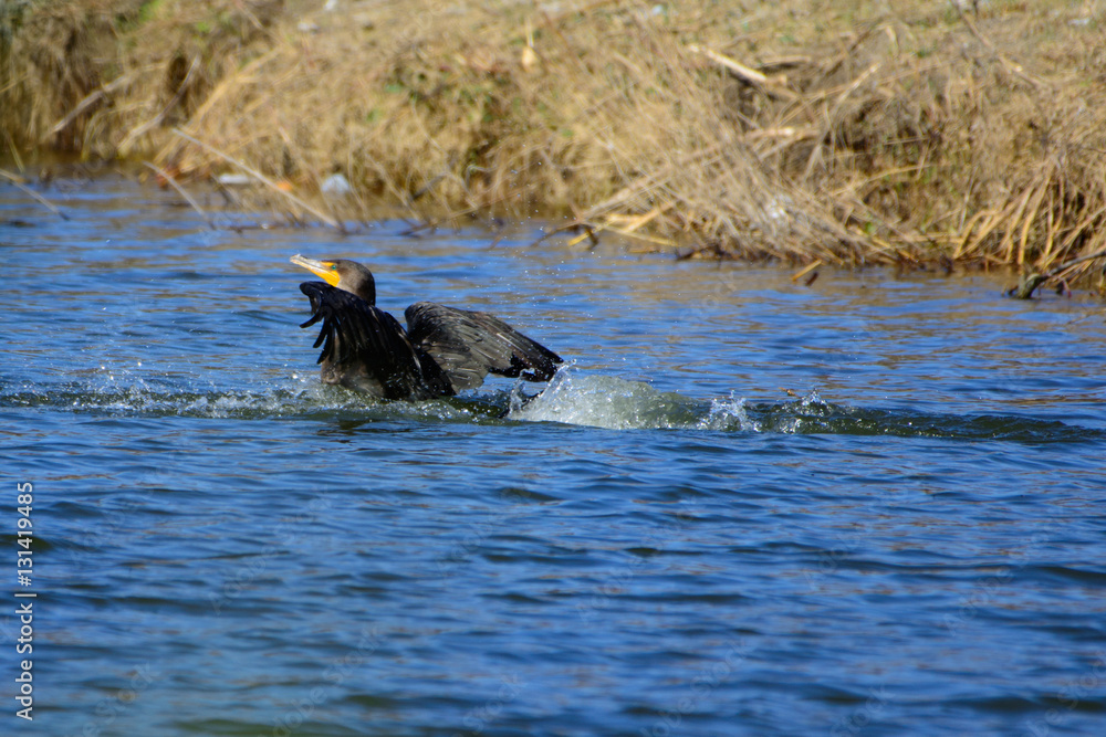 Fototapeta premium Great Cormorant (Phalacrocorax carbo) splashing in lake