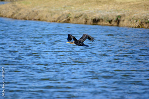 Great Cormorant  Phalacrocorax carbo  in flight