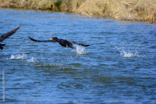 Great Cormorant (Phalacrocorax carbo) taking flight. water splashing