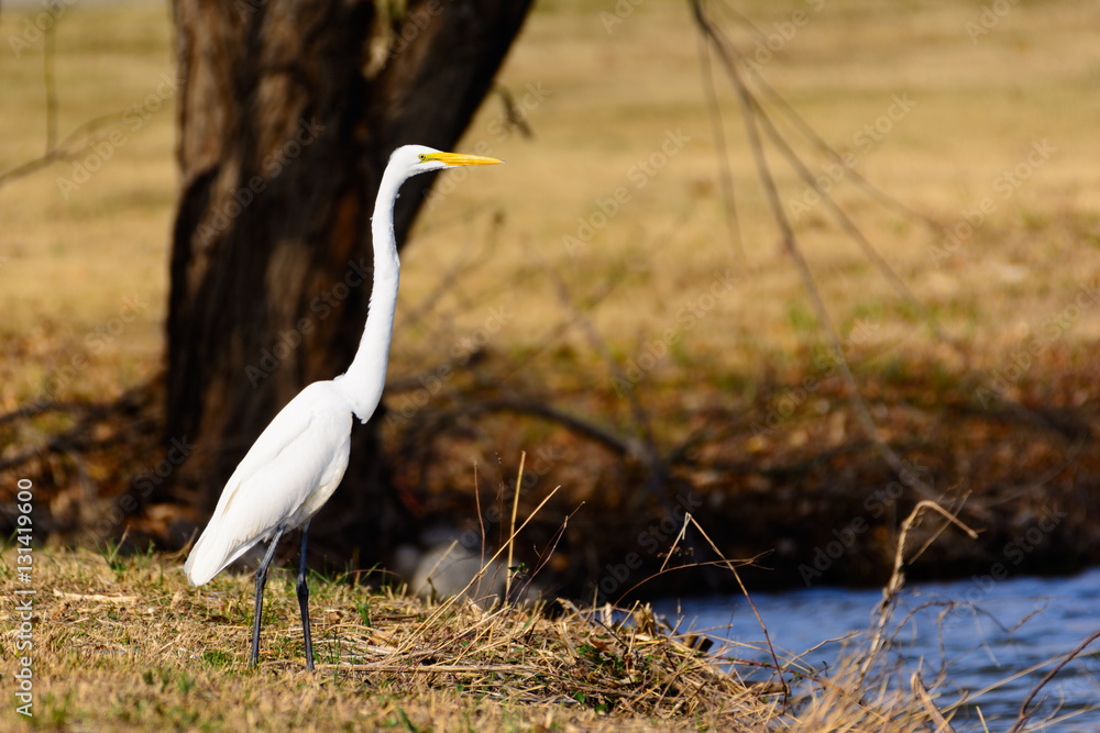 Great Egret (Ardea alba) Standing Tall on Bank of Lake Great Egret (Ardea alba) Standing Tall on Bank of Lake