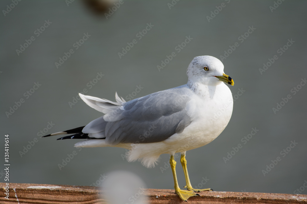 Ring billed gull (Larus delawarensis) Standing on a fence. Profile Ring billed gull (Larus delawarensis) Standing on a fence. Profile
