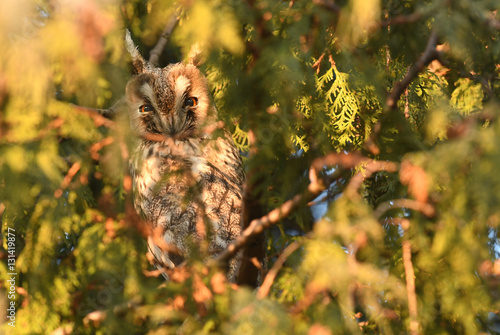 Long-eared owl (Asio otus) © Piotr Krzeslak