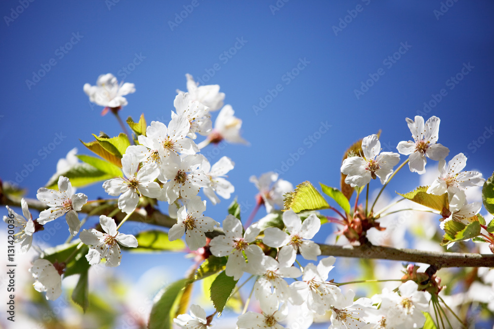 Obraz premium Flowering pear blossoms in the Spring sunshine