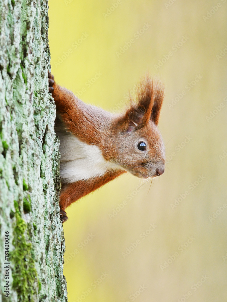 Red Squirrel (Sciurus vulgaris) Red Squirrel (Sciurus vulgaris)