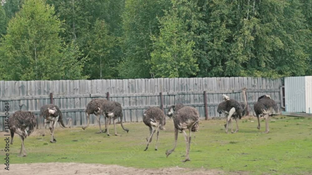 Group of ostriches (Struthio camelus) on an ostrich farm in Russia Group of ostriches (Struthio camelus) on an ostrich farm in Russia