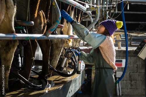 Woman working with Automated mechanized milking equipment photo