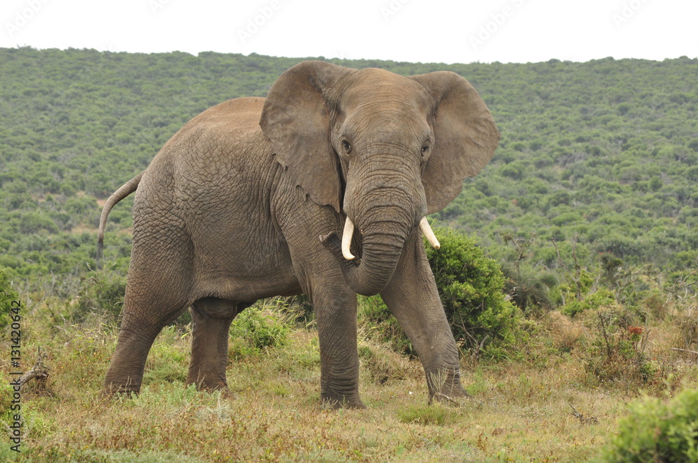 Elephants in the wild, Eastern Cape, South Africa