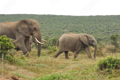 Elephants in the wild  Eastern Cape  South Africa