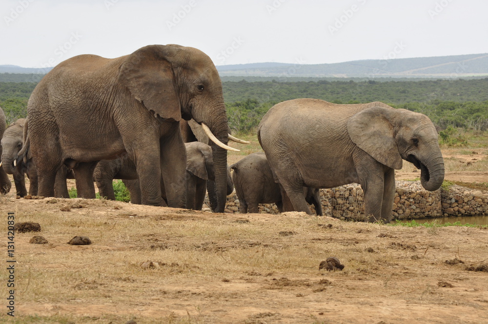 Fototapeta premium Elephants in the wild, Eastern Cape, South Africa