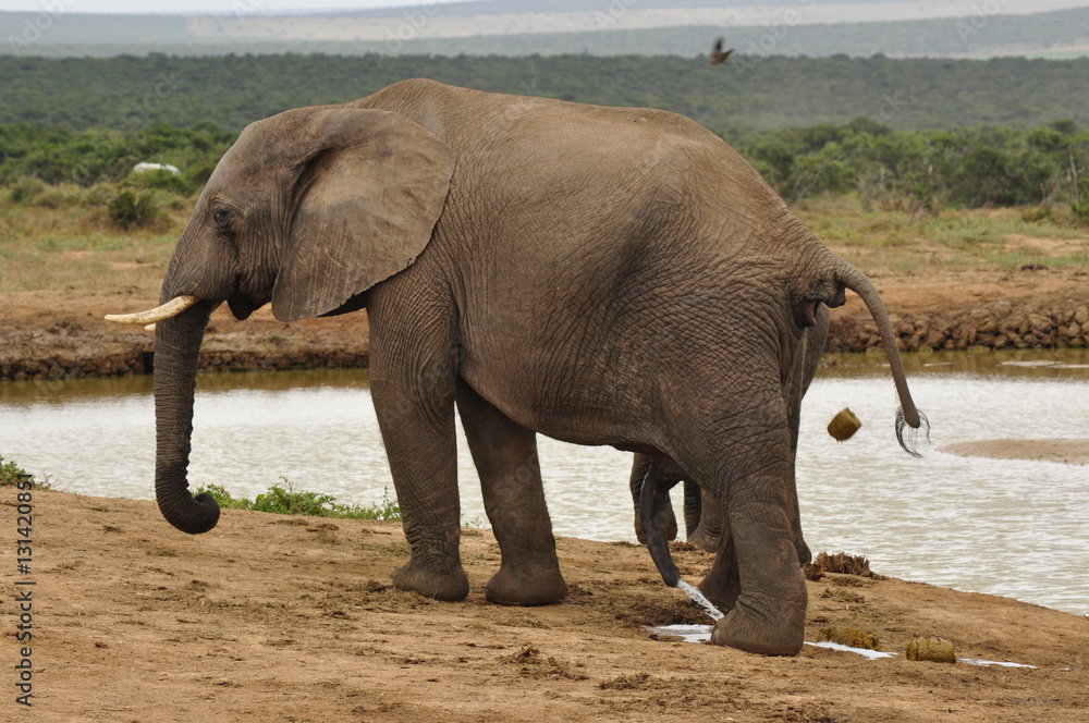 Obraz premium Elephants in the wild, Eastern Cape, South Africa