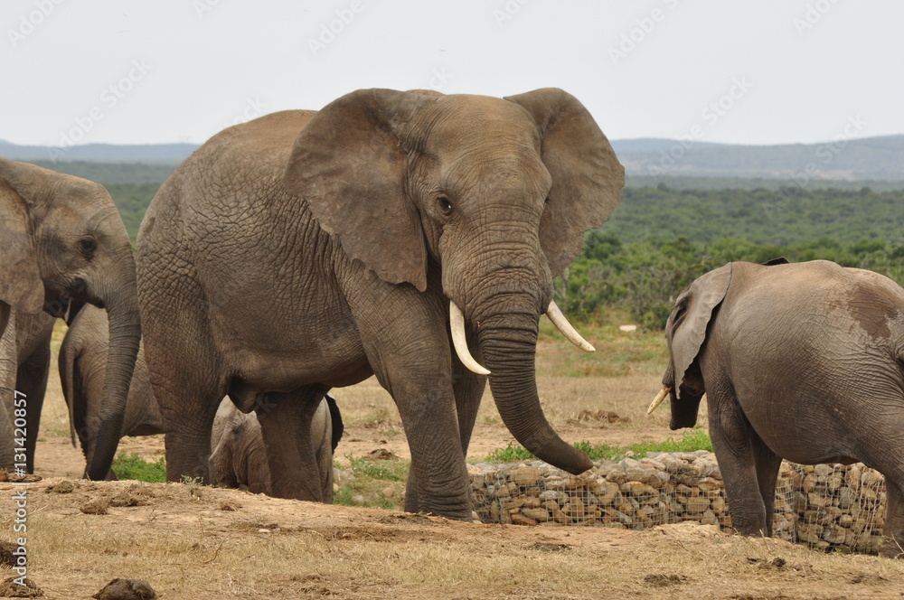 Elephants in the wild, Eastern Cape, South Africa