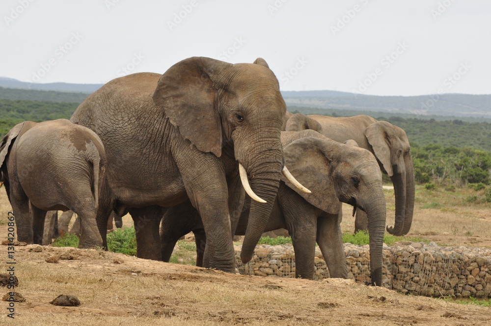 Elephants in the wild, Eastern Cape, South Africa