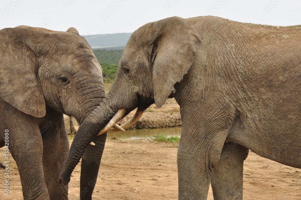 Obraz premium Elephants in the wild, Eastern Cape, South Africa