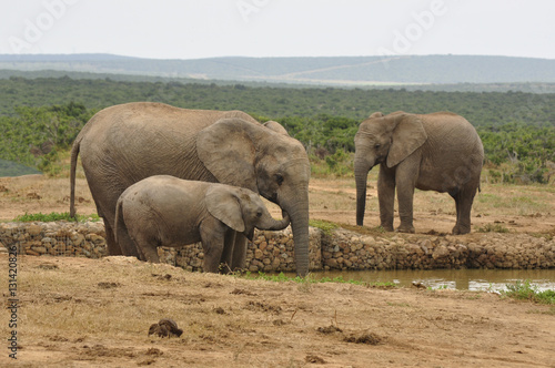 Elephants in the wild  Eastern Cape  South Africa