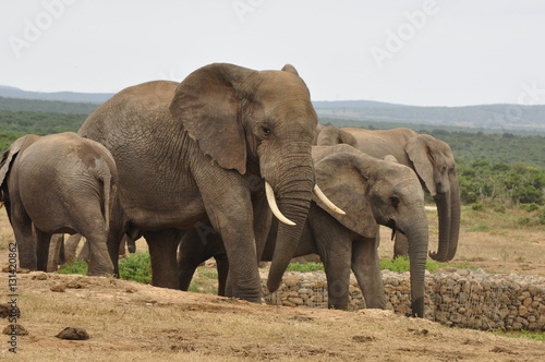 Elephants in the wild  Eastern Cape  South Africa