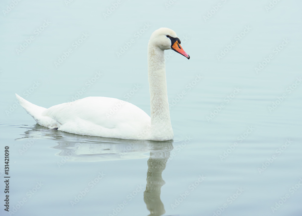 White swan in water White swan in water