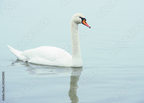 White swan  in water