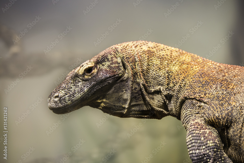 Obraz premium Komodo Dragon