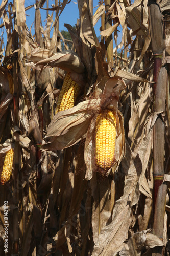 Corn in the field. An ear of corn on the stalk in a sun light. Corn field ready for harvesting. Corn - source of bio fuel.