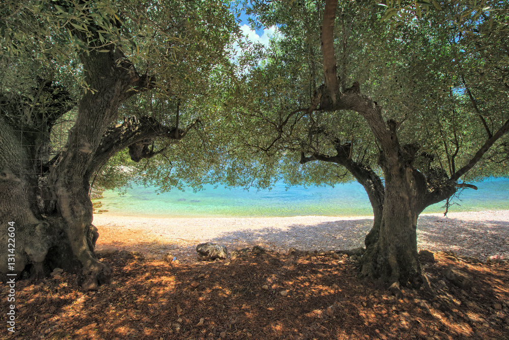 Olive trees on horgota beach - Kefalonia, Greece