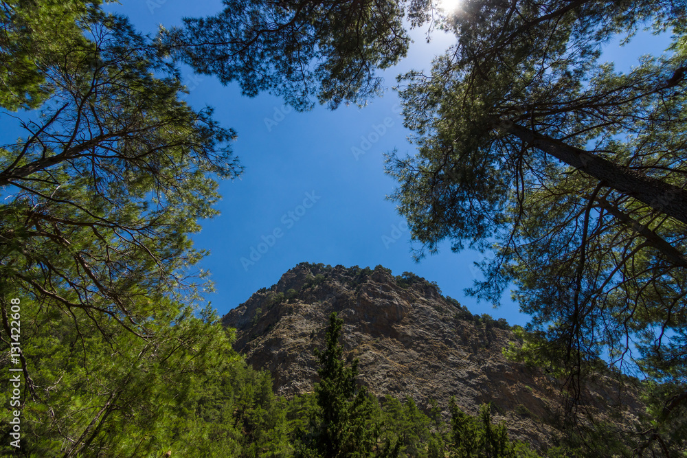 Samaria Gorge. Crete. Greece. Pines on the cliffs and slopes on the background of blue sky.