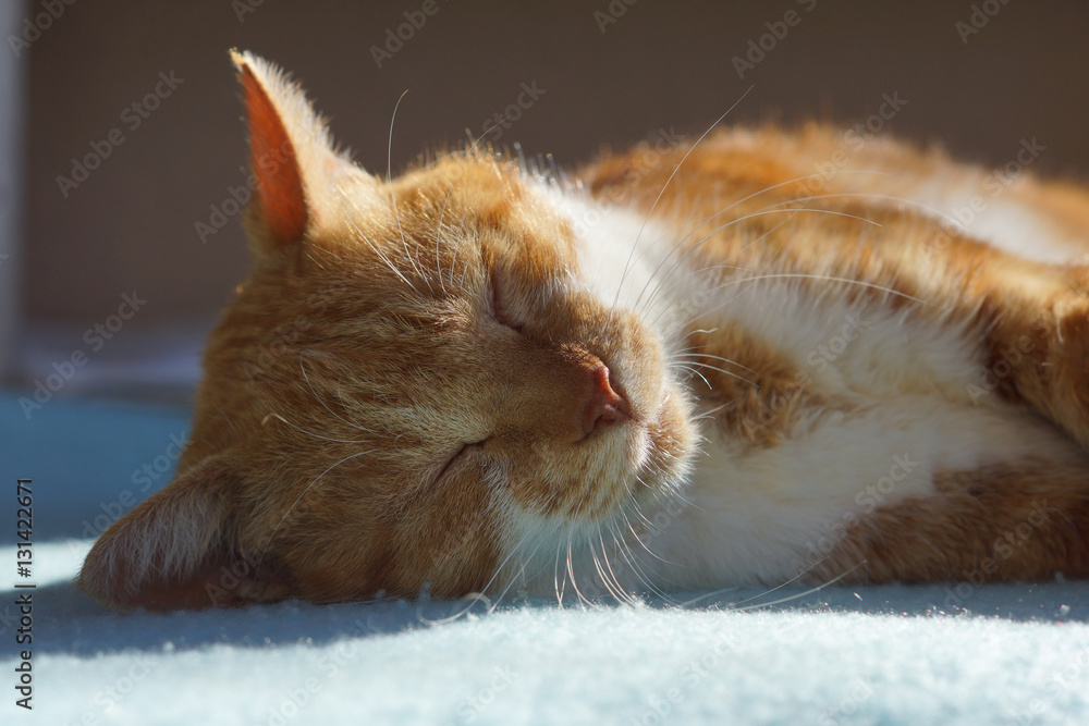 Fototapeta premium 眠る茶猫