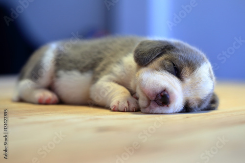  1 month year old beagle Puppy (Silver Tri color) is sleeping in the room