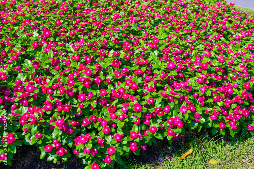 beautiful pink vinca flower