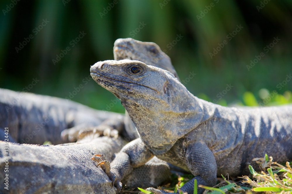 Black spiny-tailed iguana, also called the black ctenosaur is a lizard native to Mexico and Central America. It is the fastest-running species of lizard.
