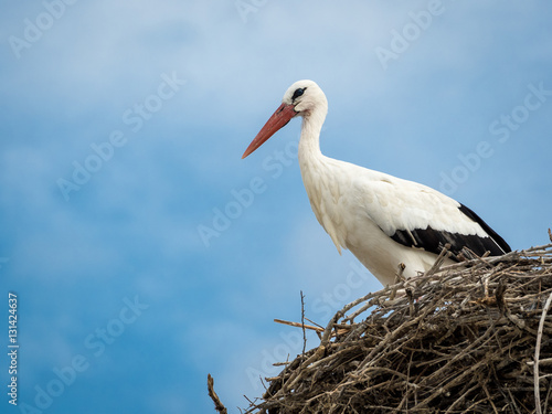 Stork close-up in its nest under the sky