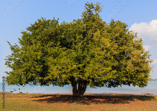 tamarind tree