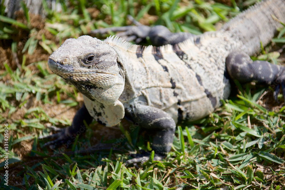Black spiny-tailed iguana, also called the black ctenosaur is a lizard native to Mexico and Central America. It is the fastest-running species of lizard. Black spiny-tailed iguana, also called the black ctenosaur is a lizard native to Mexico and Central America. It is the fastest-running species of lizard.