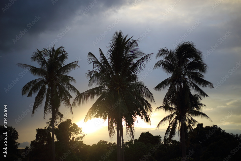 Coconut Tree Silhouette