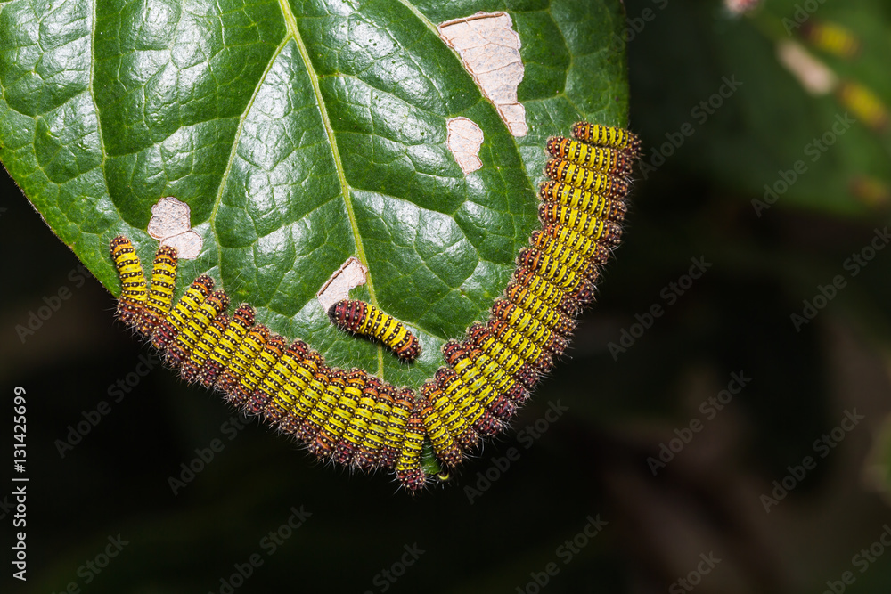 Fototapeta premium Cyclosia panthona caterpillars