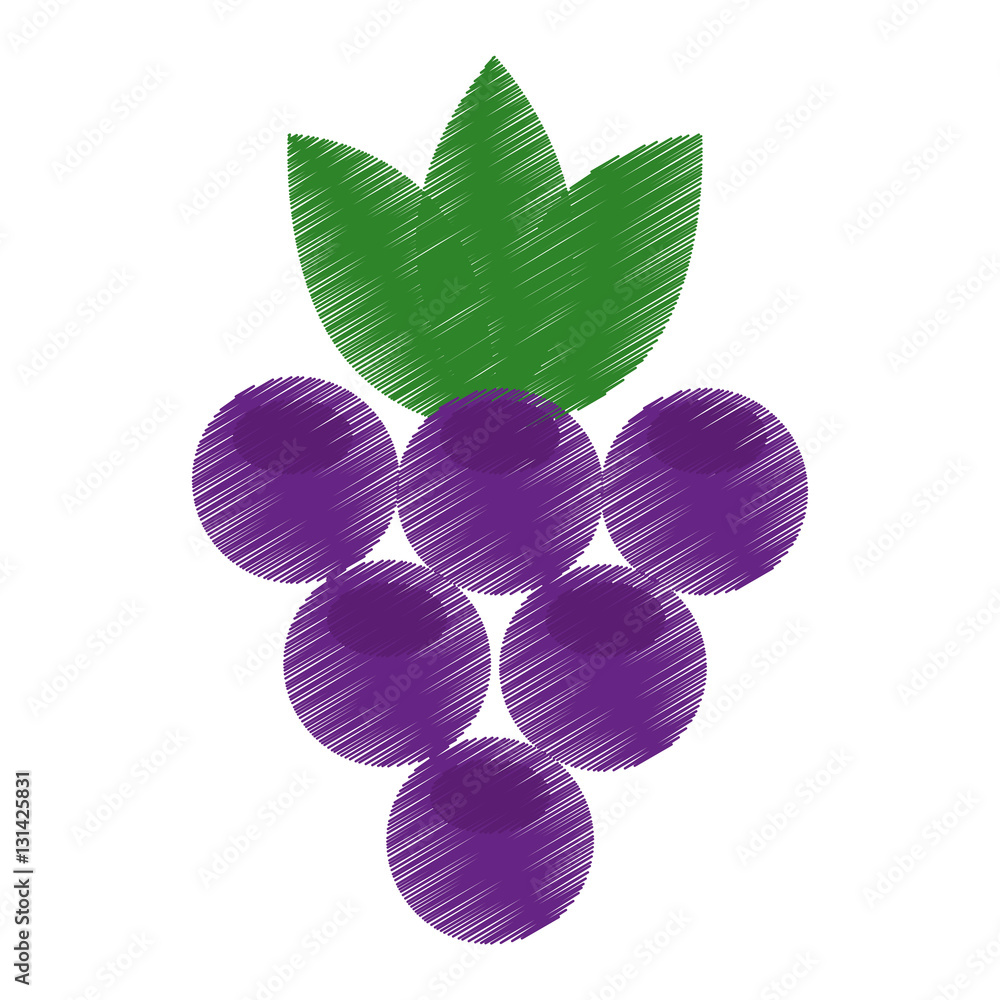 grapes fresh fruit drawing icon vector illustration design Stock Vector Adobe Stock
