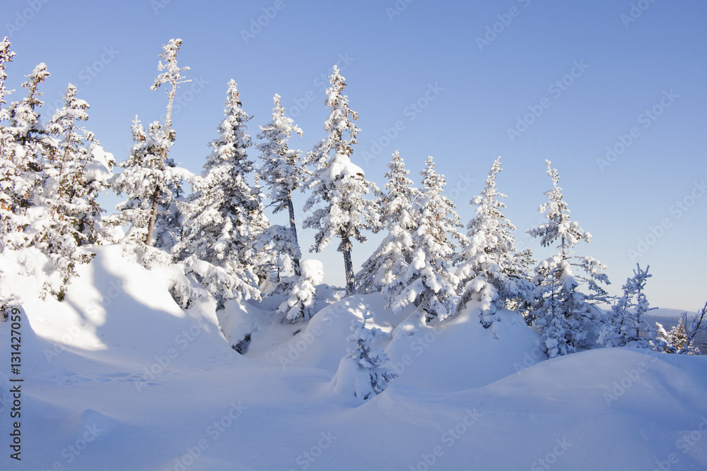 Obraz premium Snow covered fir tree. Blue sky. Winter