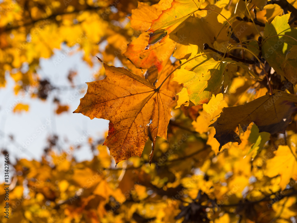 autumn leaves on a beautiful and sunny day autumn leaves on a beautiful and sunny day
