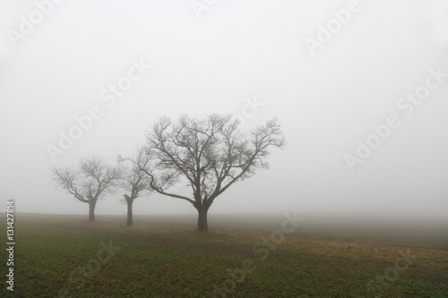 Trees on a field in fog