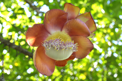 Cannonball tree flower, Couroupita guianensis, Family Lecythidaceae, Central of Thailand photo