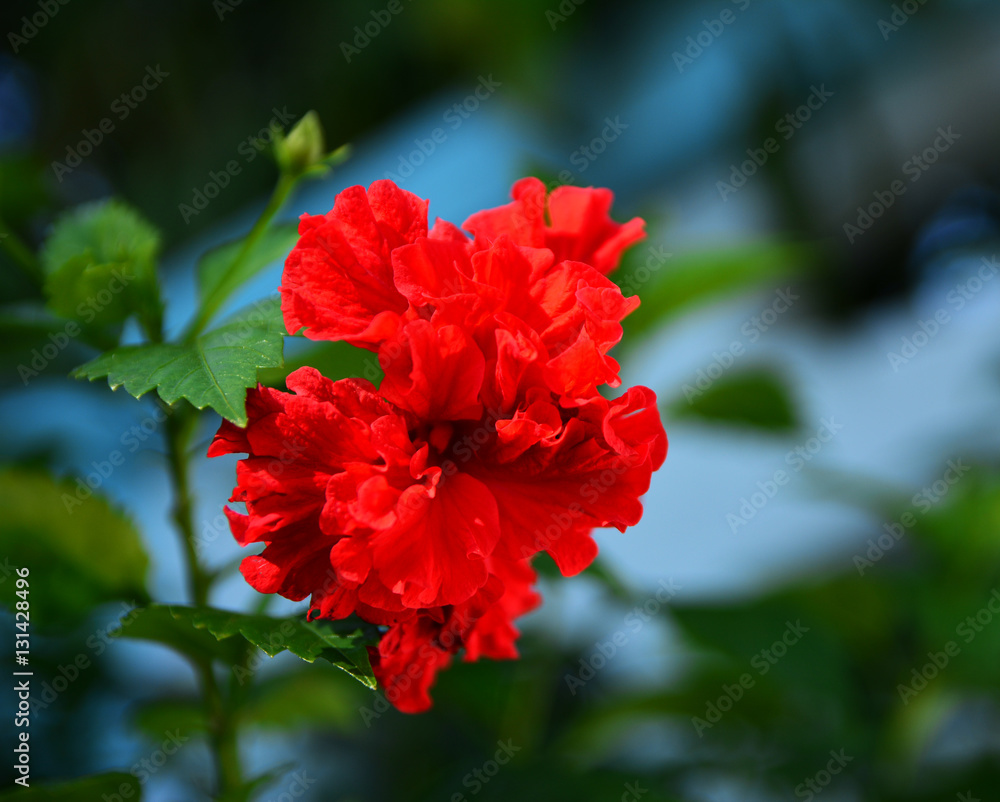 Flowers and plant Flowers and plant