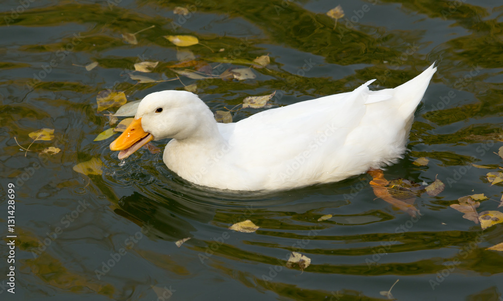 white duck on the lake in autumn